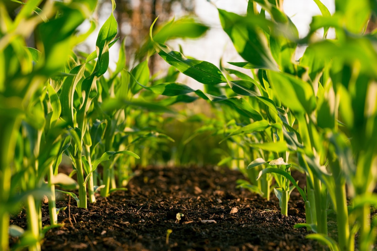Food sourcing landscape